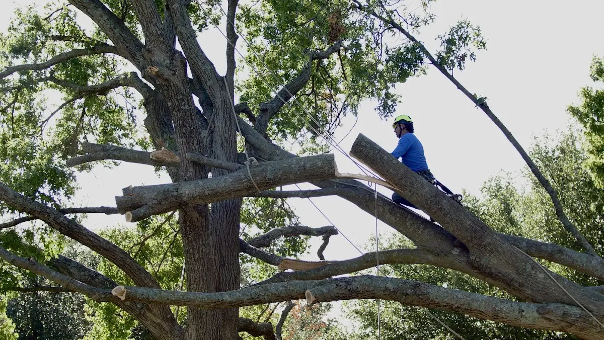 Professional Hazardous Tree Removal performed by certified arborists in Michigan City