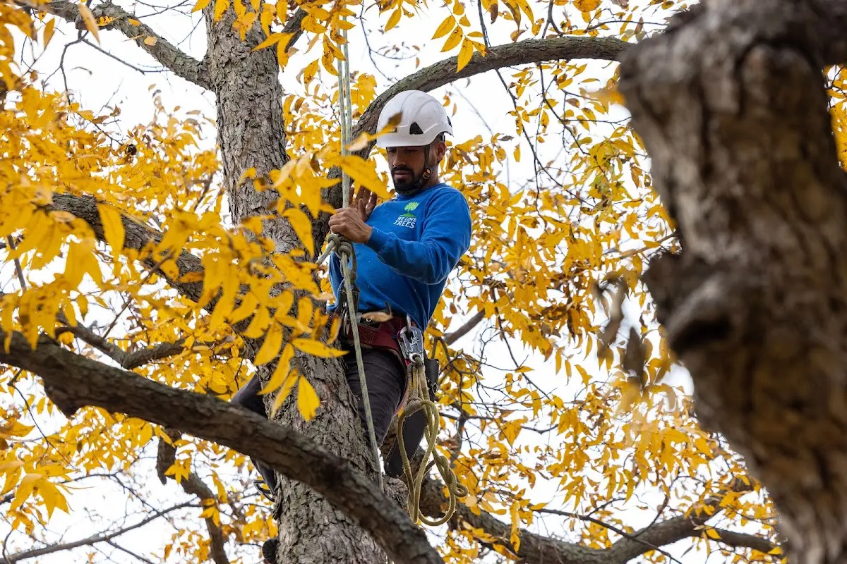 Skilled Tree Pruning crew working in Michigan City